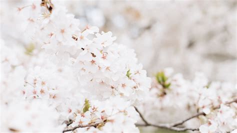 Beyond Beauty: The Health Benefits of Surrounding Yourself with Blossoms