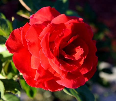 Beyond Beauty: The Profound Meaning of Blooming Roses