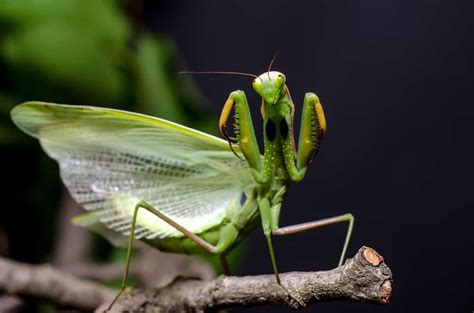 Beyond Camouflage: Exploring the Symbolism of the Praying Mantis' Unique Features