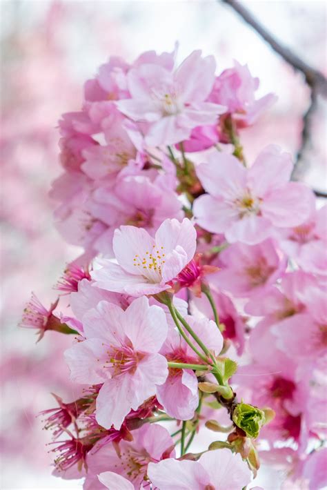 Beyond Cherry Blossoms: Discovering Other Pink Blooms in Nature's Palette