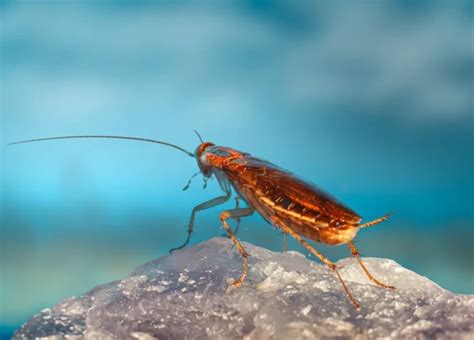 Beyond Creepy Crawlies: Decoding the Meaning of Roaches in Dreamscapes