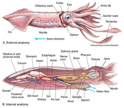 Beyond Reality: The Enigmatic Realm of Dreaming Cephalopods