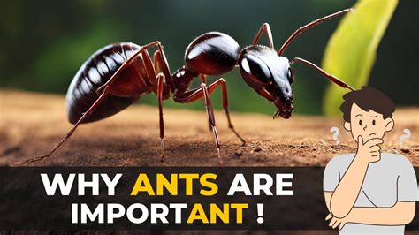 Beyond a Sweet Tooth: Discovering the Ecological Significance of Sugar Ants