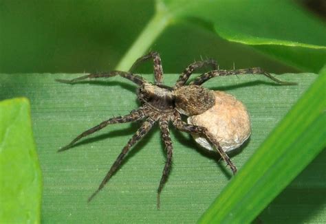 Beyond the Arctic: The Unique Habitat of the Ethereal Arctic Wolf Spider