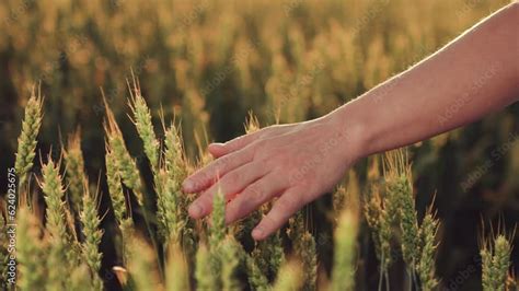 Beyond the Barnyard: Delving into the Spiritual Connection of Agriculture