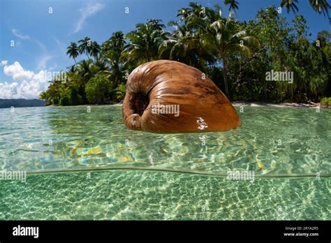 Beyond the Coconut: Exploring the Biodiversity of Tropical Islands