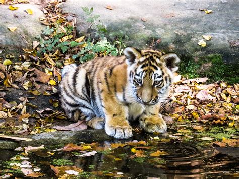 Beyond the Domestic Sphere: Petite Tigers in Wildlife Preservation