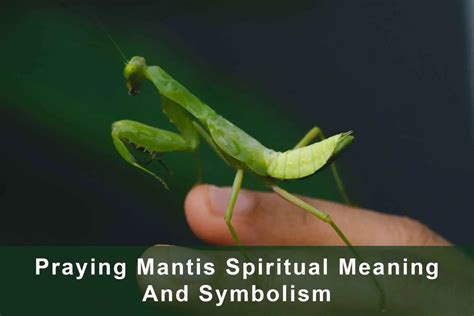 Beyond the Dream: Embracing the Significance of Praying Mantis Symbolism in Everyday Life