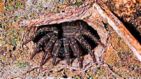 Beyond the Fear: Gaining Insight into the Misunderstandings Surrounding Spiders as Pets