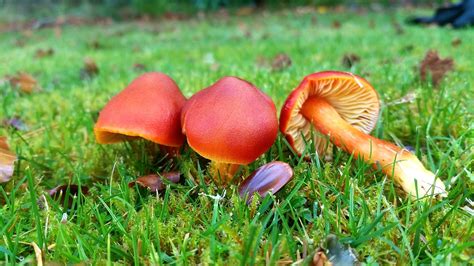 Beyond the Forest Floors: Discovering the Unexpected Habitats of Crimson Fungi