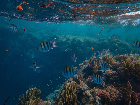 Beyond the Shoreline: Discovering the Wonders of Marine Life on Coastal Tropics