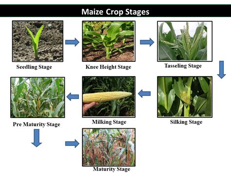 Beyond the Stalk: Unexpected Applications of Maize Seeds in Industries and Beyond