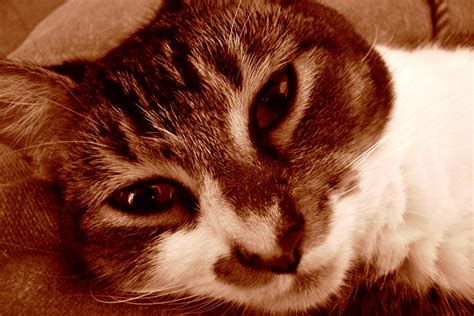 Beyond the Surface: Dispelling Misconceptions Surrounding Fantasizing about Helping an Isolated Feline