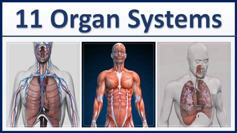 Beyond the Surface: Understanding the Functionality of the Organs