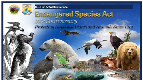 Birds on the Edge: Endangered Species and Conservation Efforts