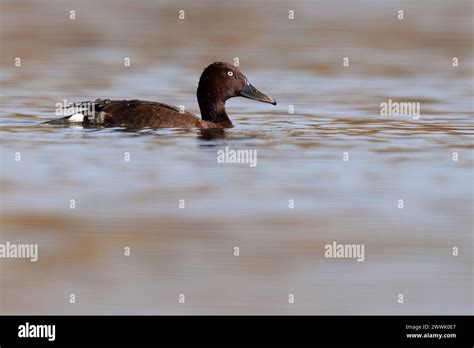 Birdwatching: Top Spots for Observing Aquatic Avians