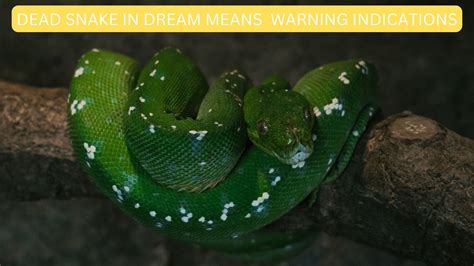 Bitten by a Snake in a Dream: Indications of Disloyalty or Renewal?