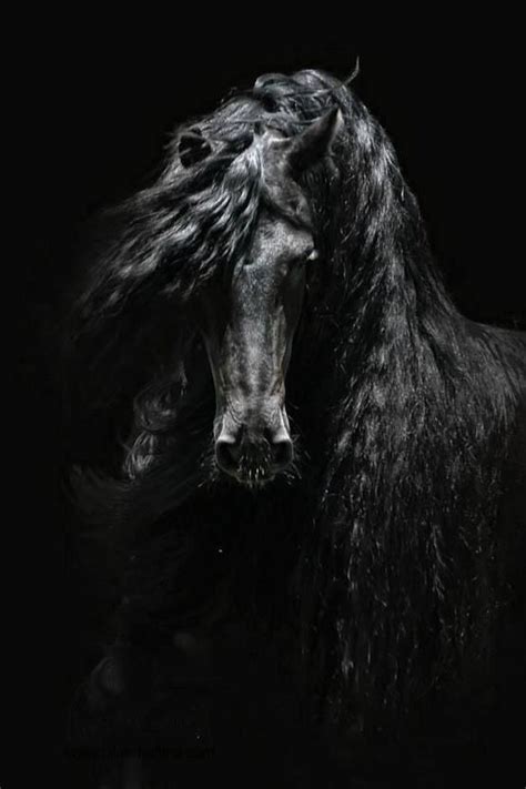 Black Horses: A Mysterious and Powerful Symbol