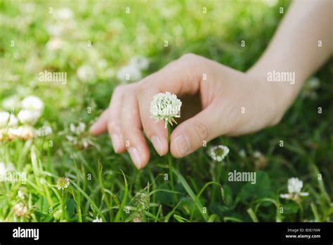 Blossoming in Dreams: How Flower Plucking Represents Personal Growth