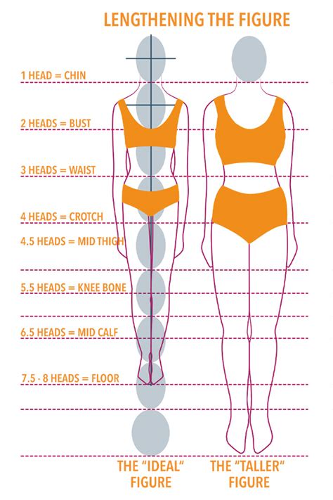Body Measurements: Stats and Proportions
