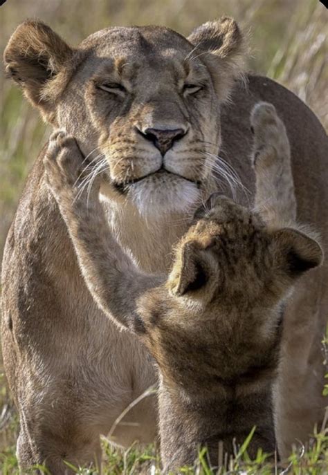 Bonding with a Lioness: The Extraordinary Connection between Humans and their Feline Companions