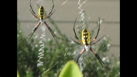 Bonding with a Web-spinning Friend: The Joy and Benefits of Interacting with an Arachnid Companion