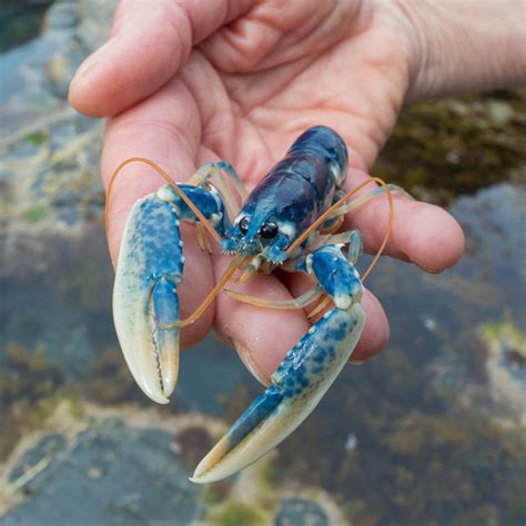 Bonding with your lobster pal: Establishing a one-of-a-kind connection