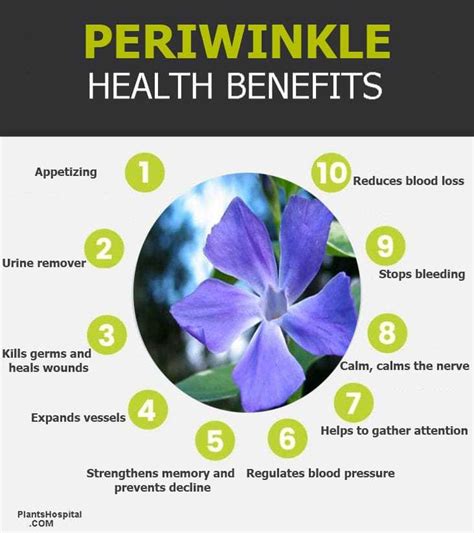 Botanical Marvels: The Medicinal and Therapeutic Properties of the Enchanting Periwinkle