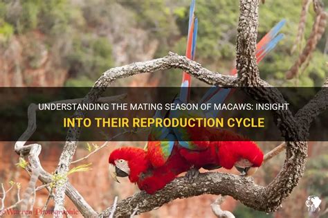 Breeding Behaviors and Social Structures: Insights into Macaw Family Dynamics