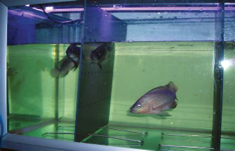 Breeding and Reproduction: Unveiling the Secrets to Successfully Propagating Fish in Captivity