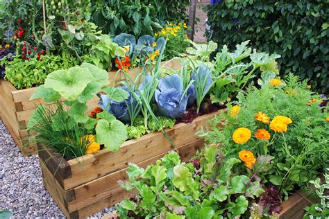 Bringing Your Home to Life: Expert Tips for Cultivating Your Own Veggie Haven