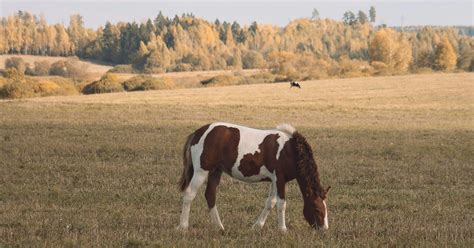 Budgeting for Fulfilling Your Equine Aspirations: Financial Considerations