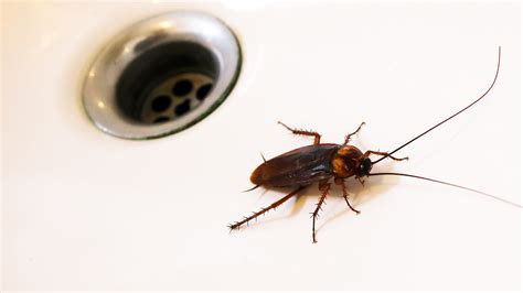 Bugs in the Toilet: A Disturbing Dream Scenario