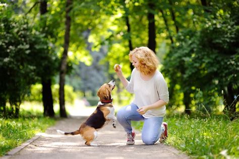 Building Relationships: Strengthening Bonds and Creating Memories through Playtime with Canine Friends