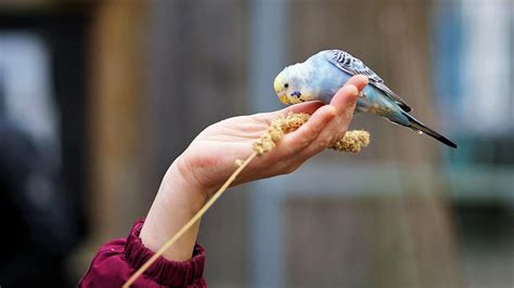 Building a Connection with Your Avian Companion