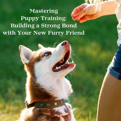 Building a Lifelong Bond: Caring for Your Four-Legged Friend