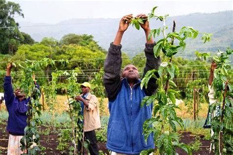 Building a Lucrative Business from Your Passion for Fruit