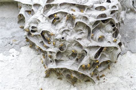 Building a Solid Foundation: Exploring Stability and Structure in Wasp Hives and Dreams