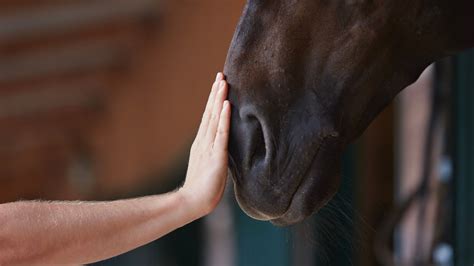 Building a Strong Bond: Developing Trust and Communication with Your Equine Companion