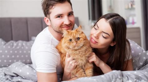 Building a Strong Connection with Your Beloved Feline Companion