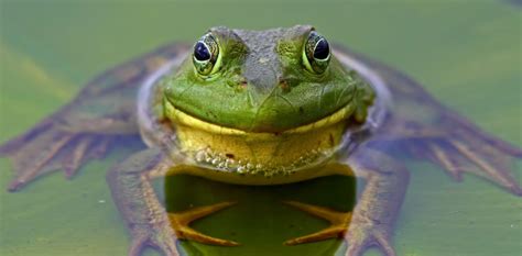 Bullfrogs as Spiritual Guides