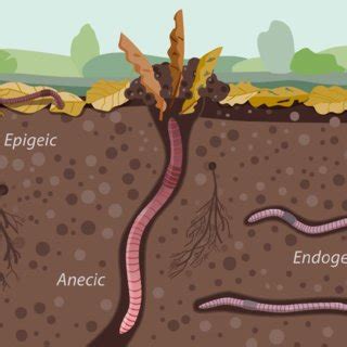 Burrowing Deeper: The Concealed Significance of Earthworms in One's Dreamscapes