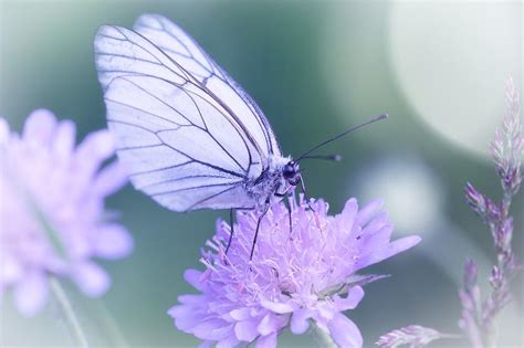 Butterflies as Messengers of Hope and Positivity