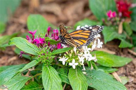 Butterfly Gardens: A Sanctuary for Nature's Delicacy and Elegance