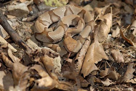 Camouflaged Beauty: The Unique Coloration of the White Anaconda