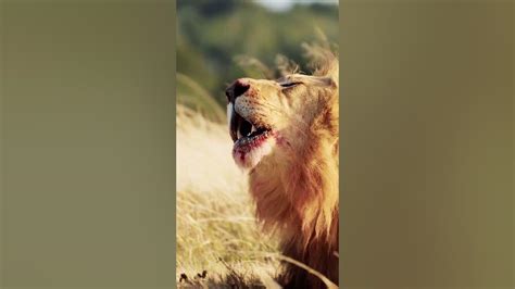 Captivated by the Roar: A Glimpse into the Lion's Soul