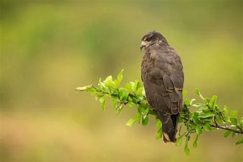 Captivating Beauty: The Elegant Plumage of North America's Majestic Raptor