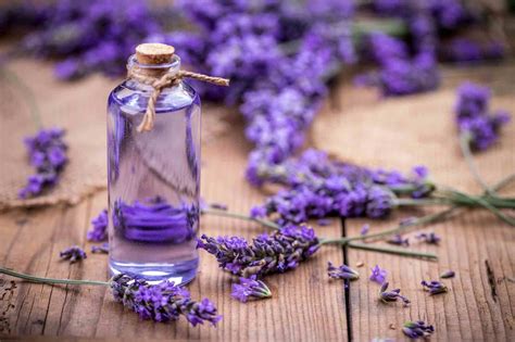 Captivating Fragrance: The Aroma of the Lavender Lily and its Impact on the Mind