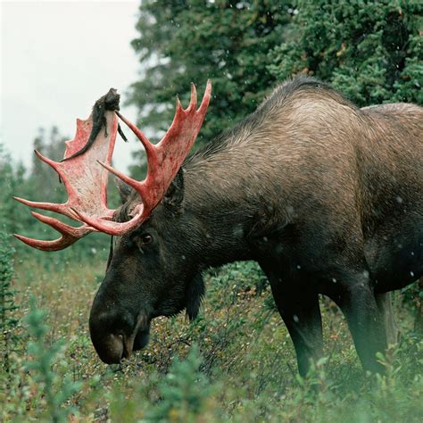 Captivating Moose Behavior: Observing their Majestic Antlers