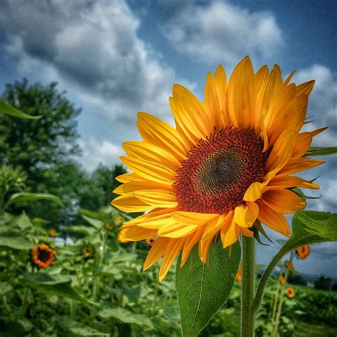 Captivating Nature's Expression: Sunflowers in Photography and Artistic Representations